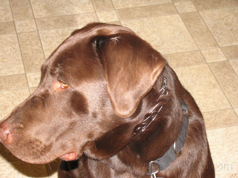 2010-04_21 Hemi_0033.JPG